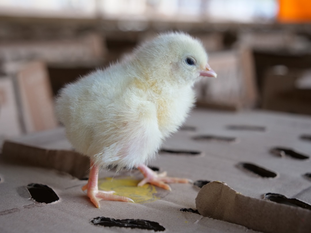 Day-Old Cockerels
