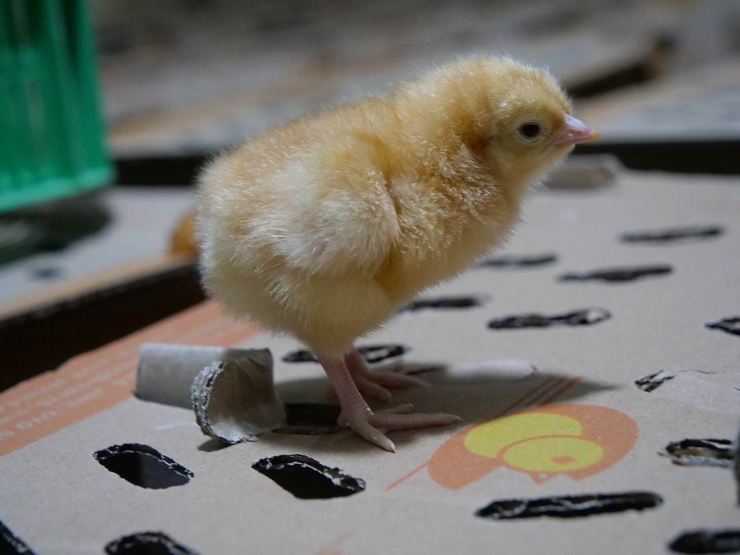 Day-Old  Pullets