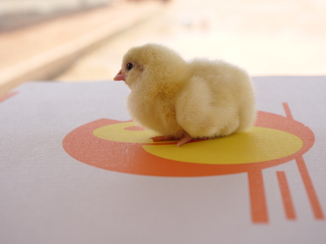 Day-Old Broilers