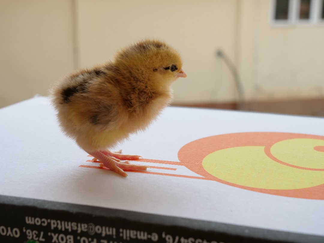 Day-Old Noilers