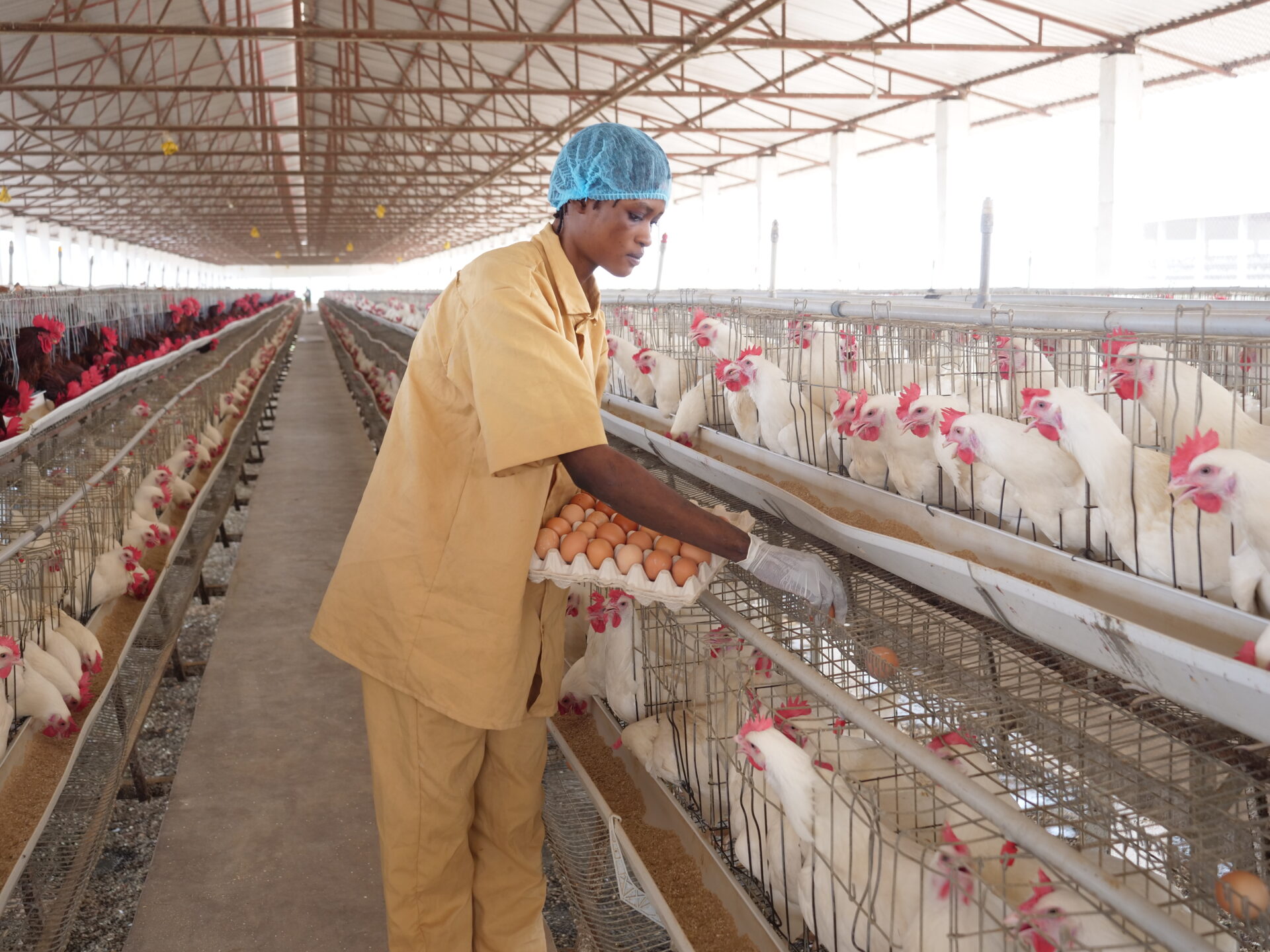 Getting Started in Poultry Farming: What Every First-Time Farmer Should Know